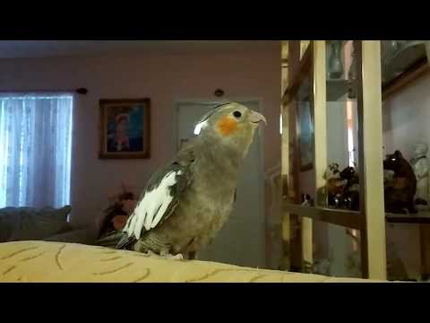Cockatiel learning to sing la cucaracha. Tina