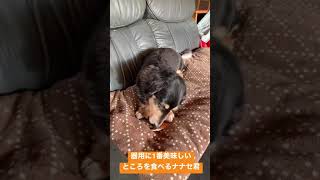 器用にオヤツ食べる犬