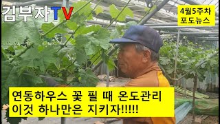 샤인머스켓 연동하우스 꽃필때 야간온도설정