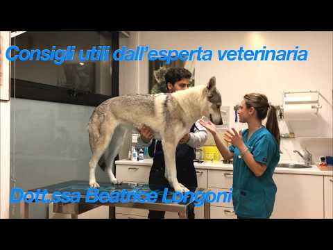 Parassiti simili a forfora Quali parassiti in aringa salata
