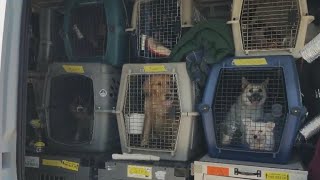 California police are looking for canine caper