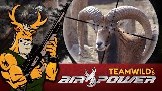 EXTREME Airgun Hunting - Mouflon Ram with the Benjamin Rogue