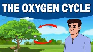 The Oxygen Cycle | Environmental Science | Home Revise | Biology