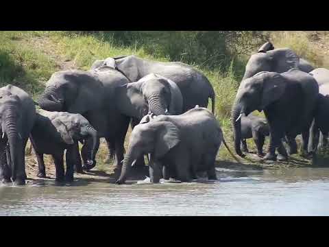 Djuma: Elephant herd has a quick drink at the dam - 12:27 - 04/28/2023