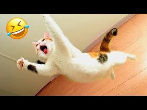 Funniest Animals 2023 😅 Best Funny Cats and Dogs Videos 😹🐶 Part 6