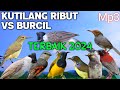 Mp3 Pikat Kutilang Ribut Kombinasi Burcil Suara Ini Terbaik 2024 Wajib Coba