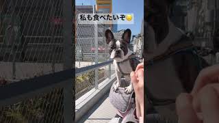 人のご飯が気になって仕方ないワンコ🍙 #shorts