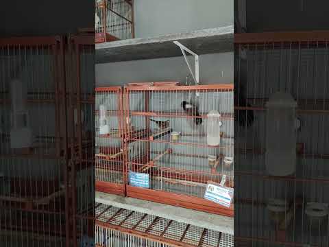 4 de fevereiro de 2026