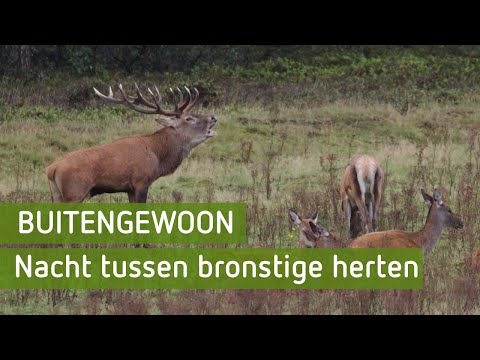 Unieke beelden! Een nacht op de Veluwe tijdens de bronst | BuitenGewoon