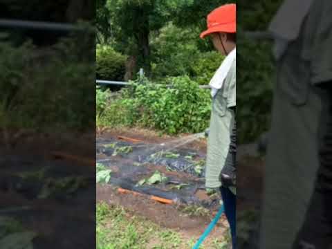 灰を菜園にいつ入れるのですか？すべての理由と理由!  庭園