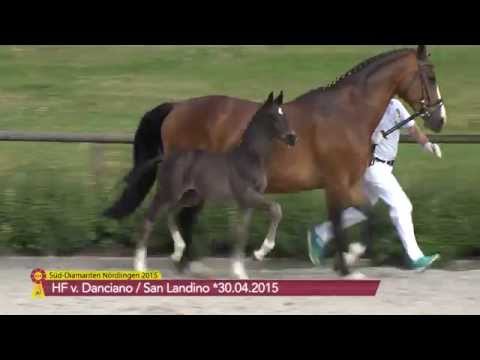 KN 12 HF v. Danciano - San Landino