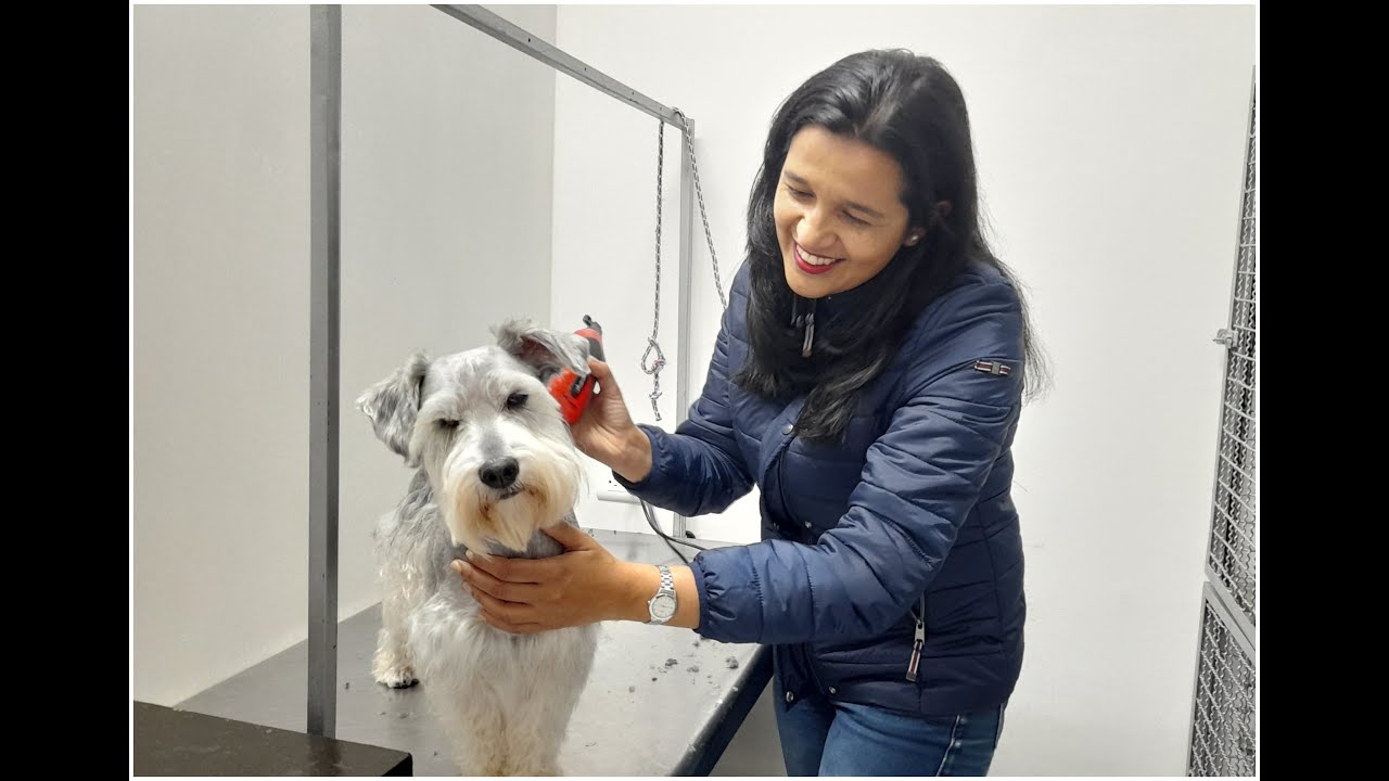 Cómo peluquear a mi animalito / Una bonita Schnauzer / Animales Felices