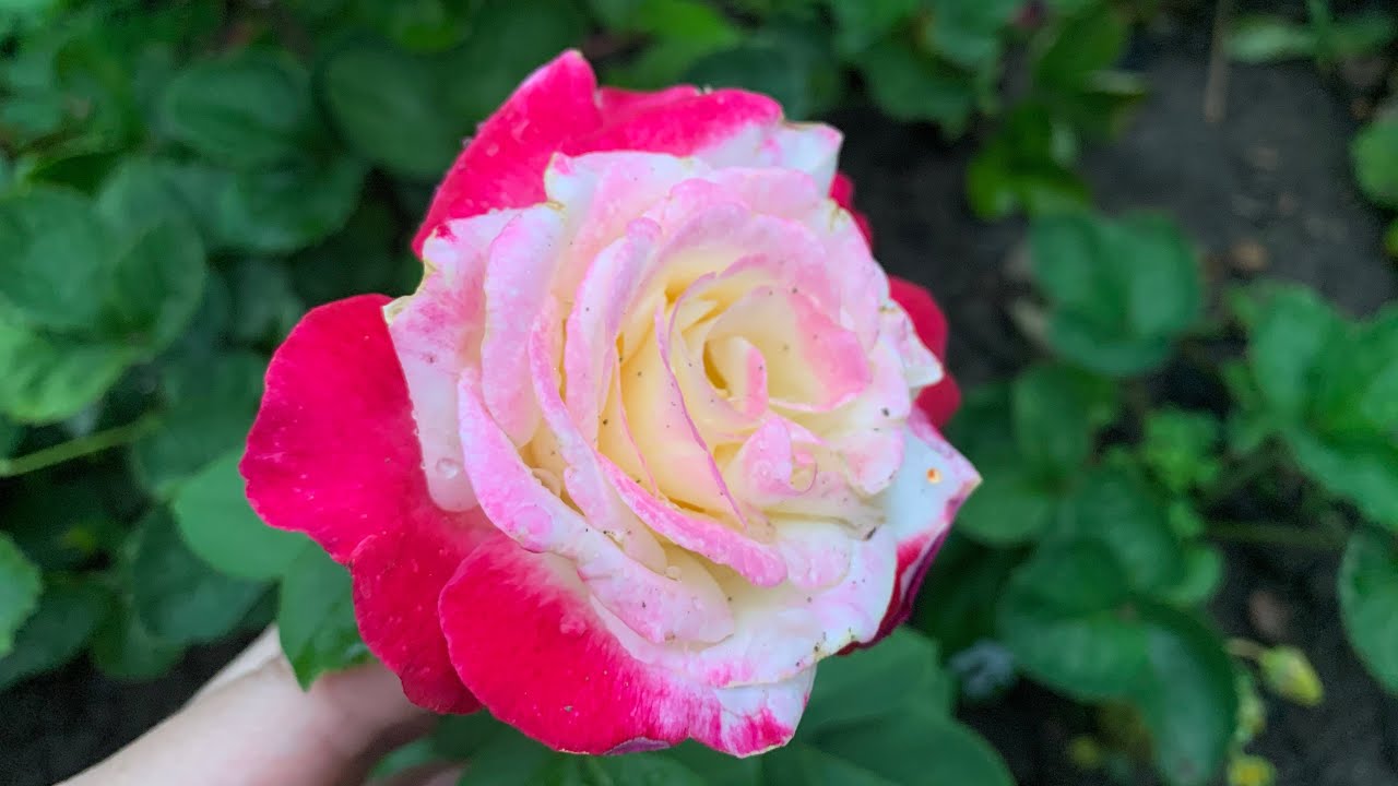 Роза Дабл Делайт (Double Delight) *Двойное удовольствие* г.Киев 2020г.