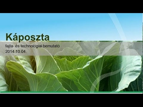 Káposzta fajta és technológiai bemutató Ócsa, 2014. október 4.