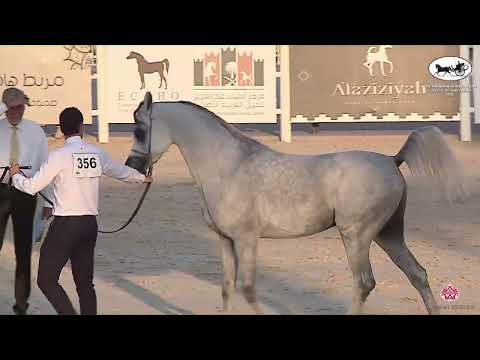 N 356 SHAMAN AL AREEB   The Arabian Horse Show for local Breeders 2022   Colts 3 Years Old Class 9