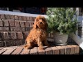 Cavapoo dogs for sale: Gerald - Video 1
