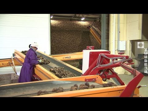 Богатый урожай картофеля вырастили в Толочинском районе (03.09.2019)