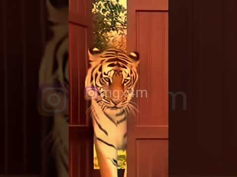 #ميمز #memes #funny