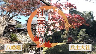 【アミンチュニュース】紅葉状況　野洲市 兵主大社/近江八幡市 八幡掘