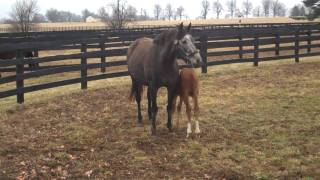 Staria and foal running in paddock
