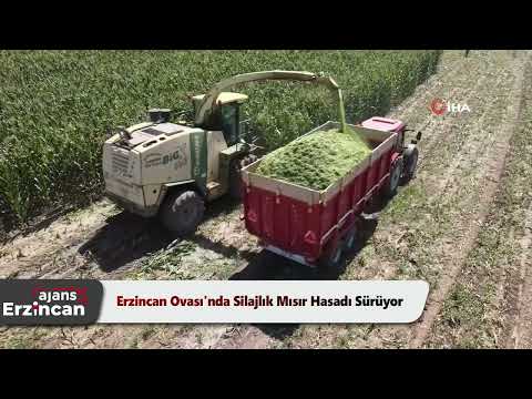 Erzincan Ovası'nda Silajlık Mısır Hasadı Sürüyor