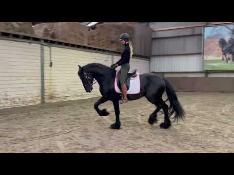 Stal Okkema's Feiko - Hessel x Krist - Stallion - 2017 - 1.64m