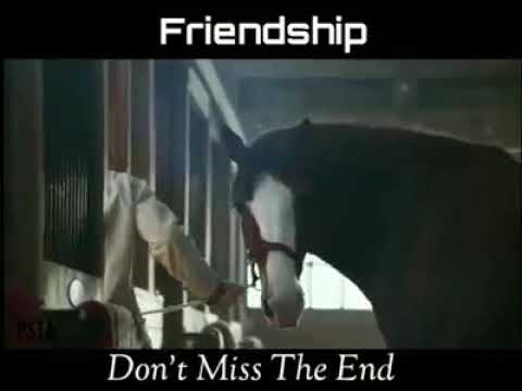 Yaara Teri Yaari Ko Maine Khuda Mana .... Dog friendship horse