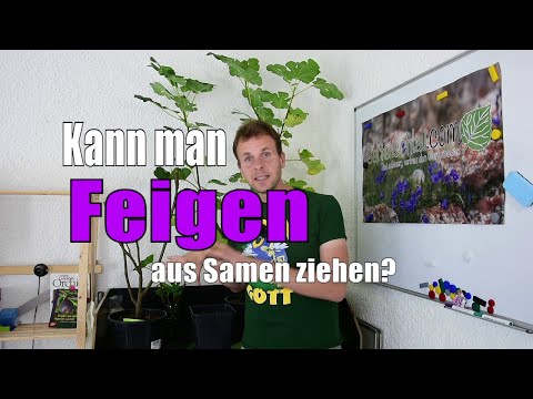 Feigen 🌳 | Kann man FEIGEN aus SAMEN ziehen? | www.feigenhof-berglen.de 🌻 // Gartenschlau.com