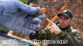 Requeening With Virgin Queen Bees