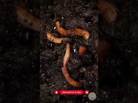 Laub liegen lassen: Warum Herbstlaub Gold für deinen Gartenboden ist