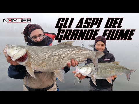 Spinning all'aspio sul grande fiume