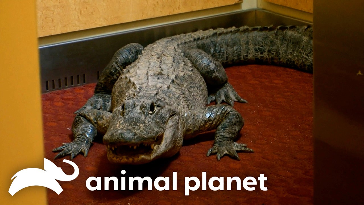 Gator in the Elevator!? | Gator Boys | Animal Planet