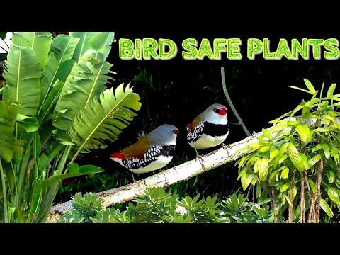 , title : 'Bird-Safe Plants For The Aviary'