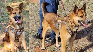 AUROTH Tactical Dog Harness Review – Unboxing + Real-World Test on Large Dog