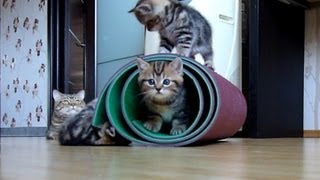 Cutest and funny Kittens vs mat ( cat ninja tricks The best fail and win)