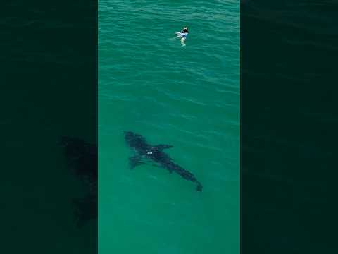 Great white shark seen within feet of swimmers in Southern California
