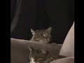 Animal Voiceovers SkibbityPAP Shorts Shortvideo TonyBakerComedy