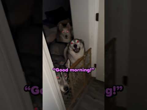 You gotta love huskies 😂