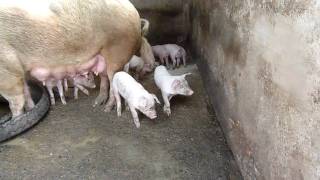 preview picture of video 'Piglets & Sow on the Farm'