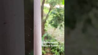 Download lagu Udumbara flowers mp3 Download lagu Udumbara flowers mp3