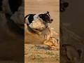 Super Speed Racing Dogs Vs Wild Brown Hare Rabbit Tazidog