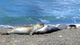 preview picture of video 'Caleta Valdés, Peninsula Valdes, Chubut Province, Argentina, South America'