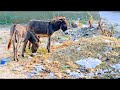 Harami Ghadha Ghadha Donkey Mating TheGlobalAnimalsWorld Wildlife