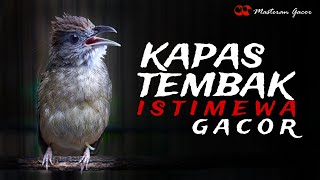 Download lagu TEMBAKAN KAPAS TEMBAK GACOR ISTIMEWA COCOK BUAT MASTERAN BURUNG KICAU MURAI BATU, CUCAK IJO, CENDET mp3