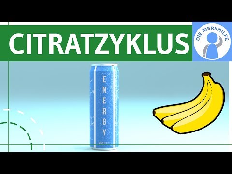 Citric acid cycle simply explained - Process, phases, properties & example - Cellular respiration...