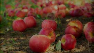 When Will the Good Apples Fall  THE SEEKERS  (with lyrics)