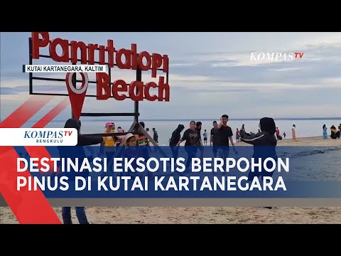 Pantai Panrita Lopi, Destinasi Eksotis Berpohon Pinus di Kutai Kartanegara!