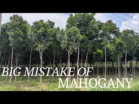 English Video | Mahogany Scam with spacing | loss in mahogany