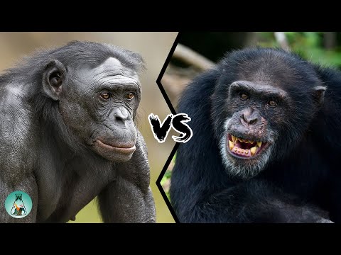 BONOBO VS CHIMPANZEE - Who will win this fight?