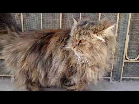 Siberian cat